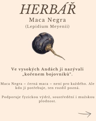 🌑 Maca Negra – síla, kterou tělo pozná Nejsilnější ze všech tří barev macy. Kořen z peruánských And, který podporuje...
